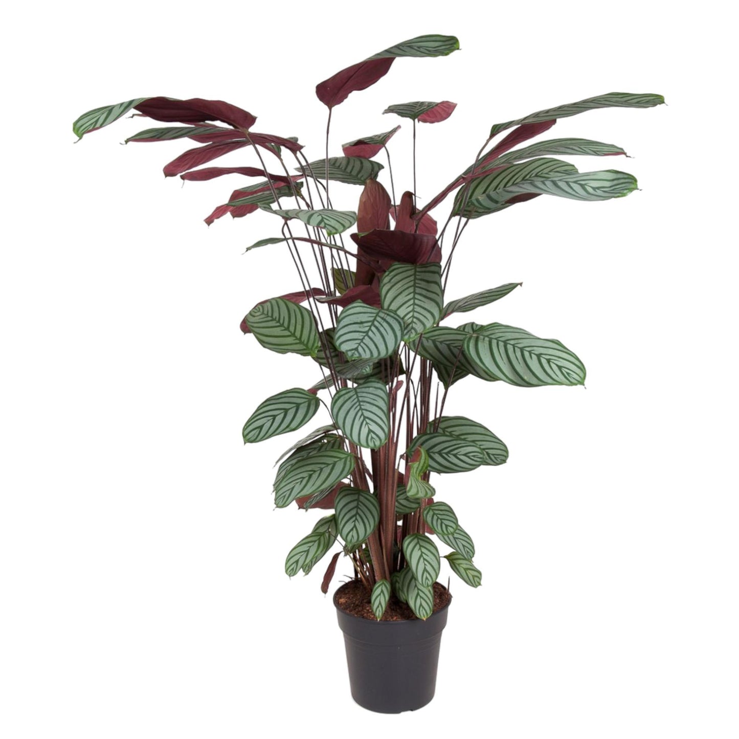 Calathea Oppenheimiana XXL