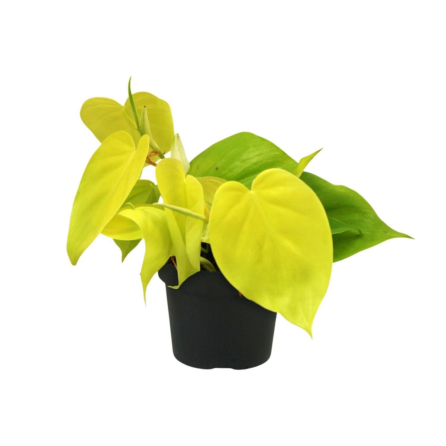 Philodendron Lime