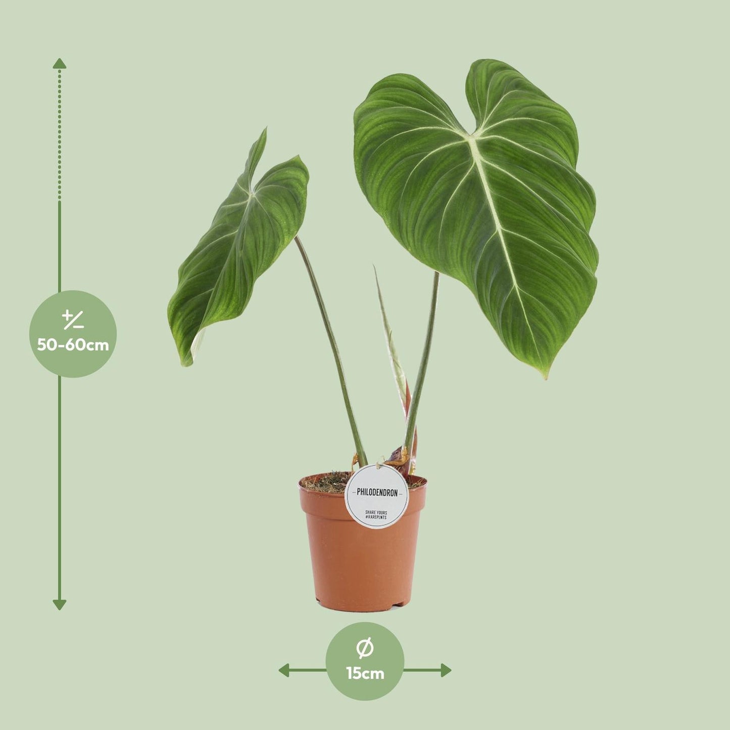 Philodendron Gloriosum