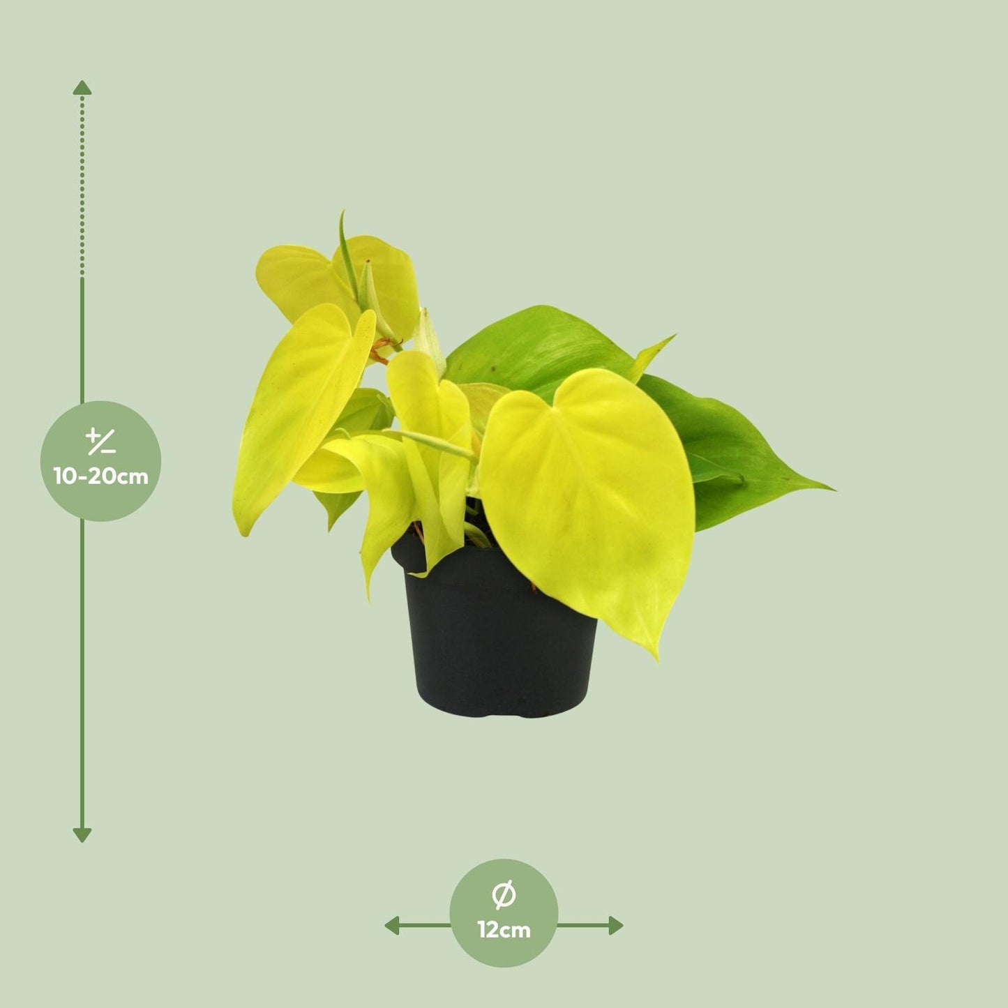 Philodendron Lime