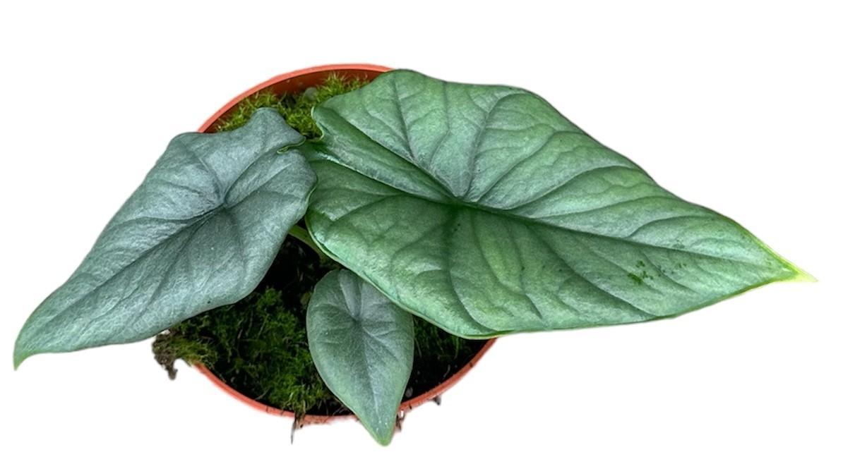 Alocasia Bisma Silver