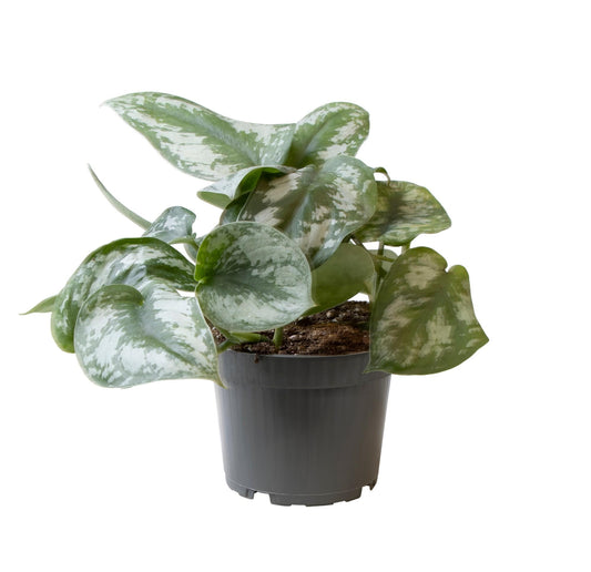 Philodendron Scandens Pictus