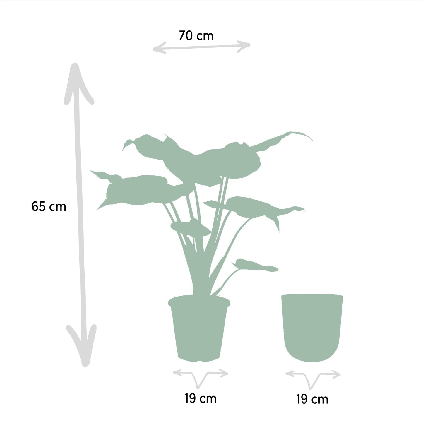 Alocasia Cucullata & Topf Mayk Gold