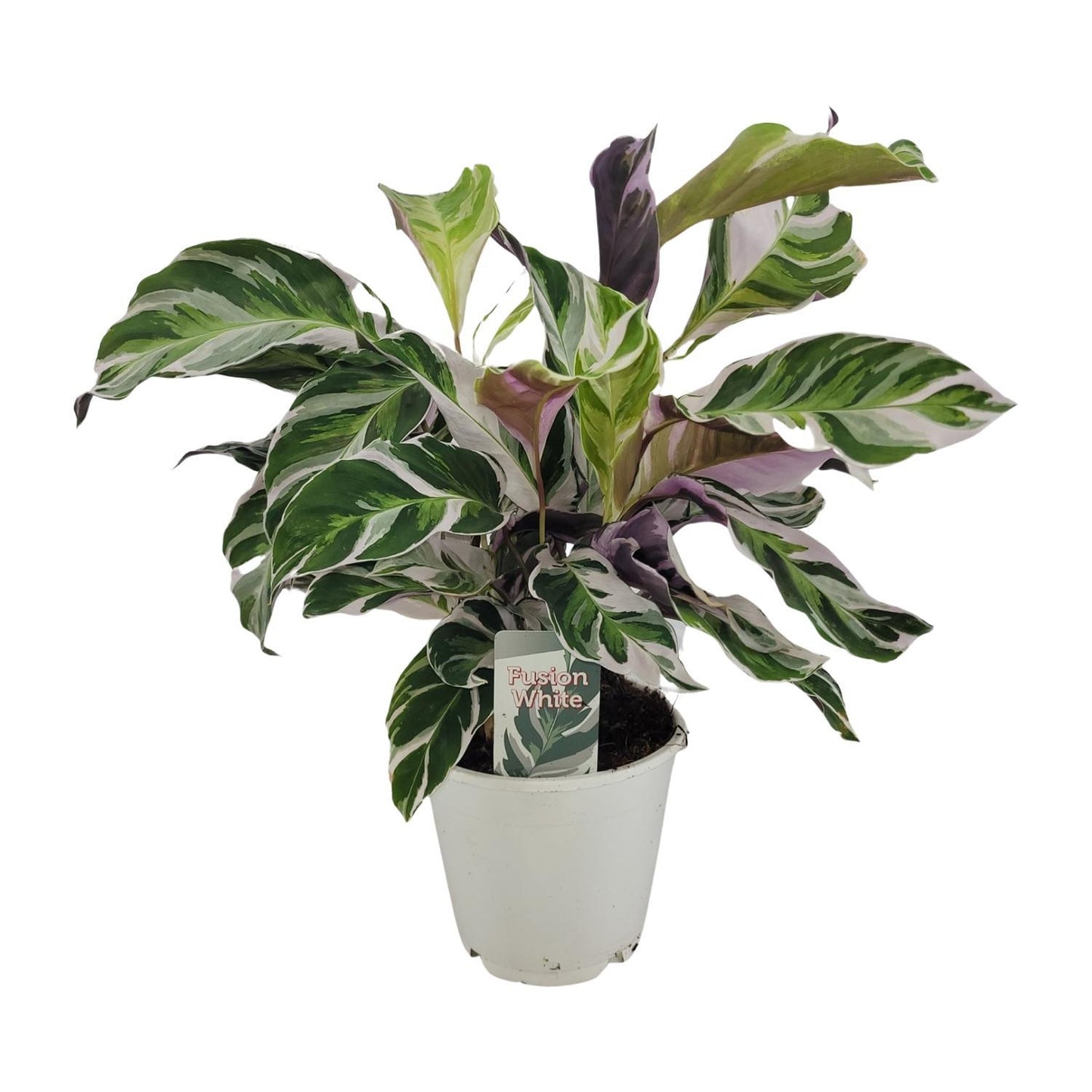 Calathea White Fusion