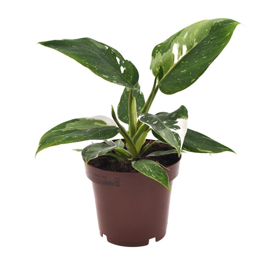 Philodendron White Princess