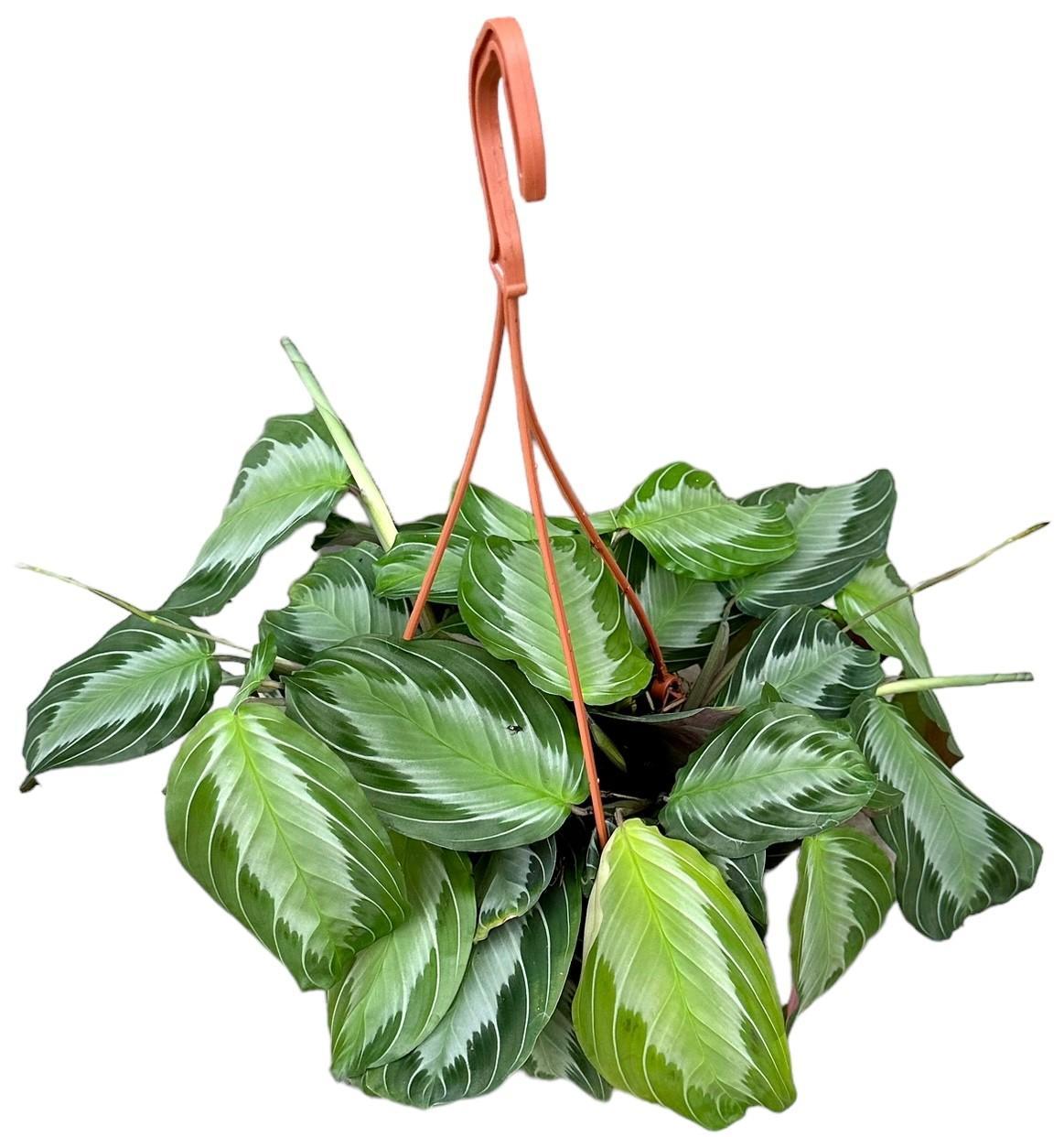 Maranta Silverband