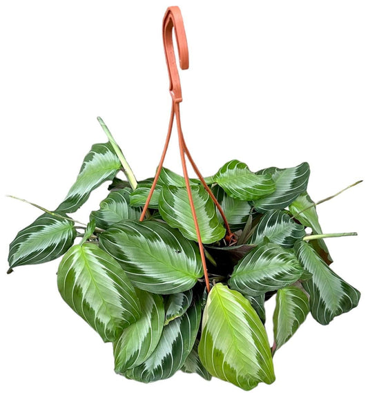 Maranta Silverband