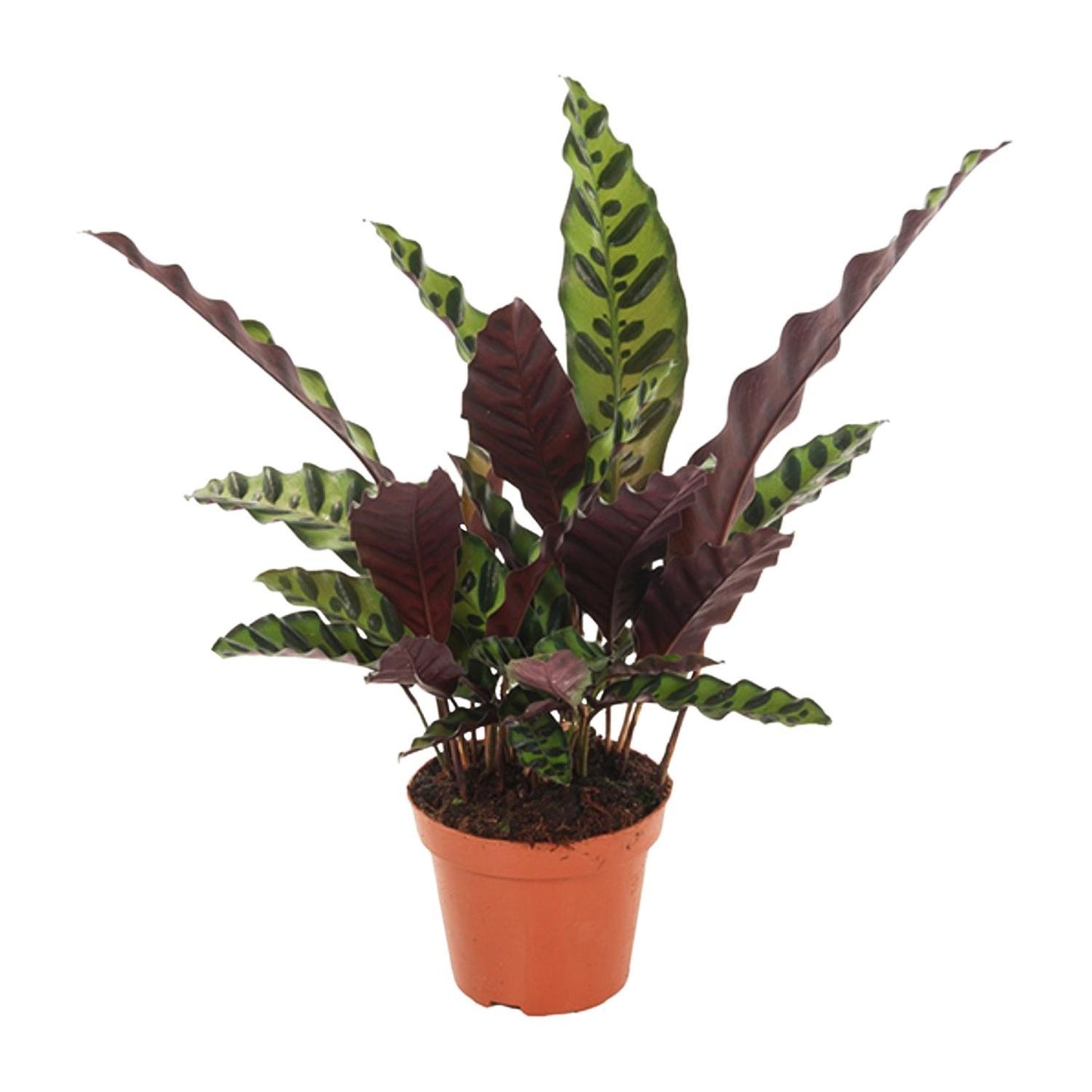 Calathea Insignis - Calathea Lancifolia