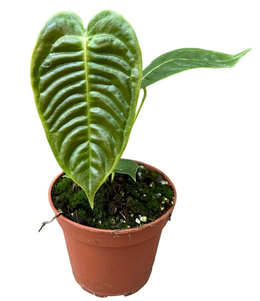 Anthurium Veitchii