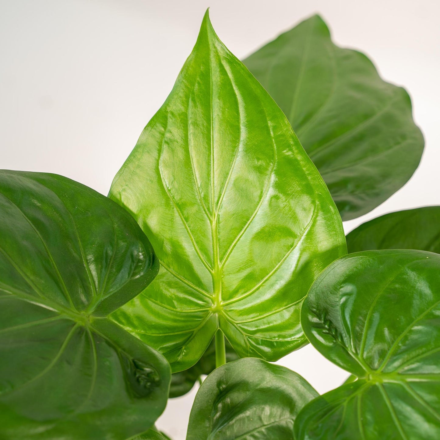 Alocasia Cucullata & Topf Mayk Gold