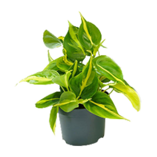 Philodendron Scandens Brasil