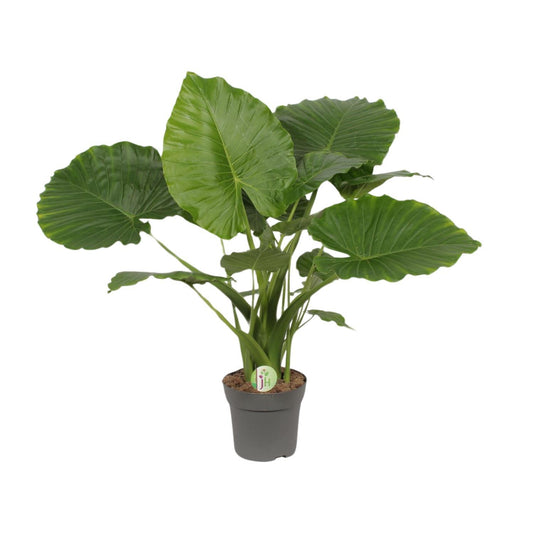 Alocasia Gageana California