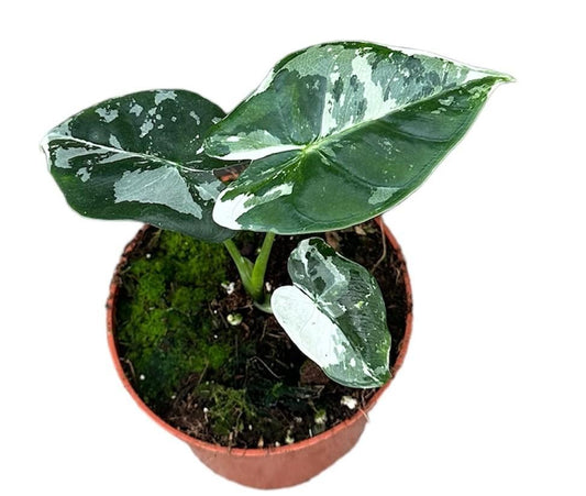 Alocasia Micholitziana Frydek