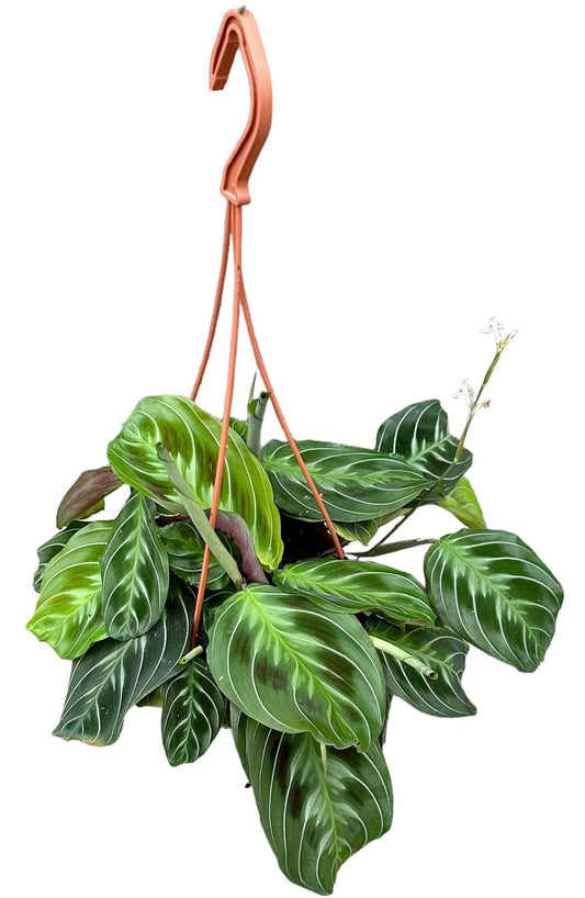 Maranta NoID