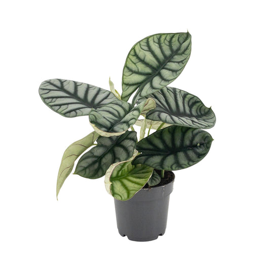 Alocasia Silver Dragon