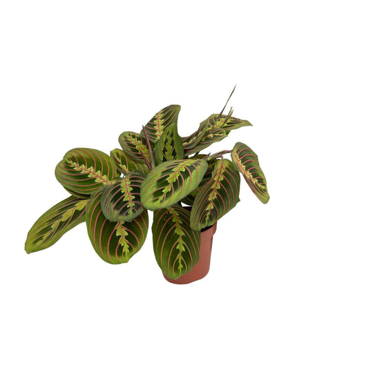 Maranta Leuconeura Fascinator Tricolour