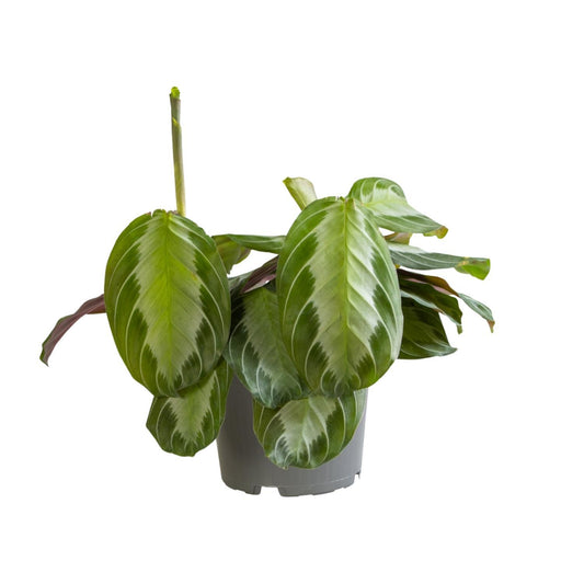 Maranta Silver Band